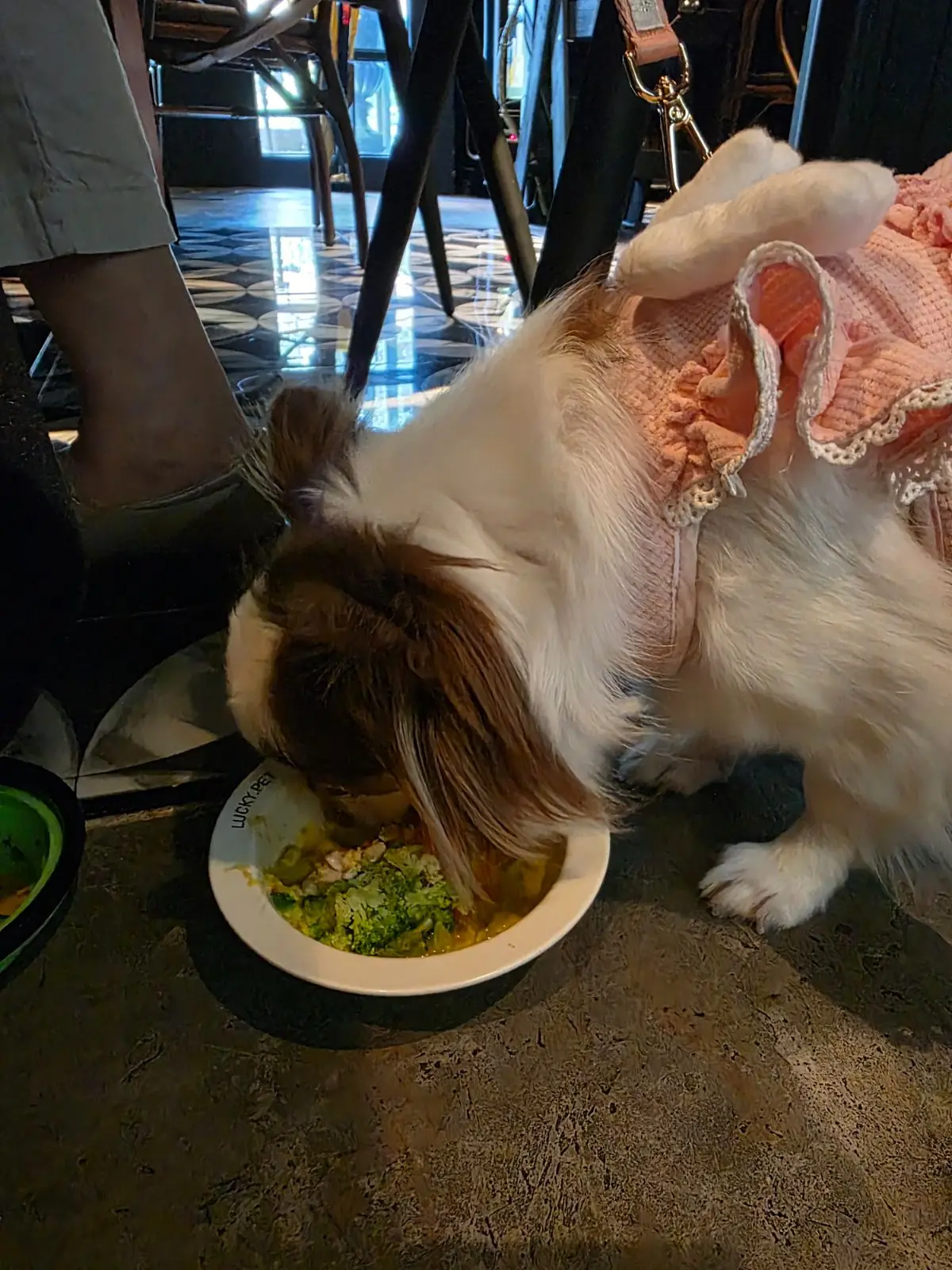 SoulBrew Café & Bistro pets image 7