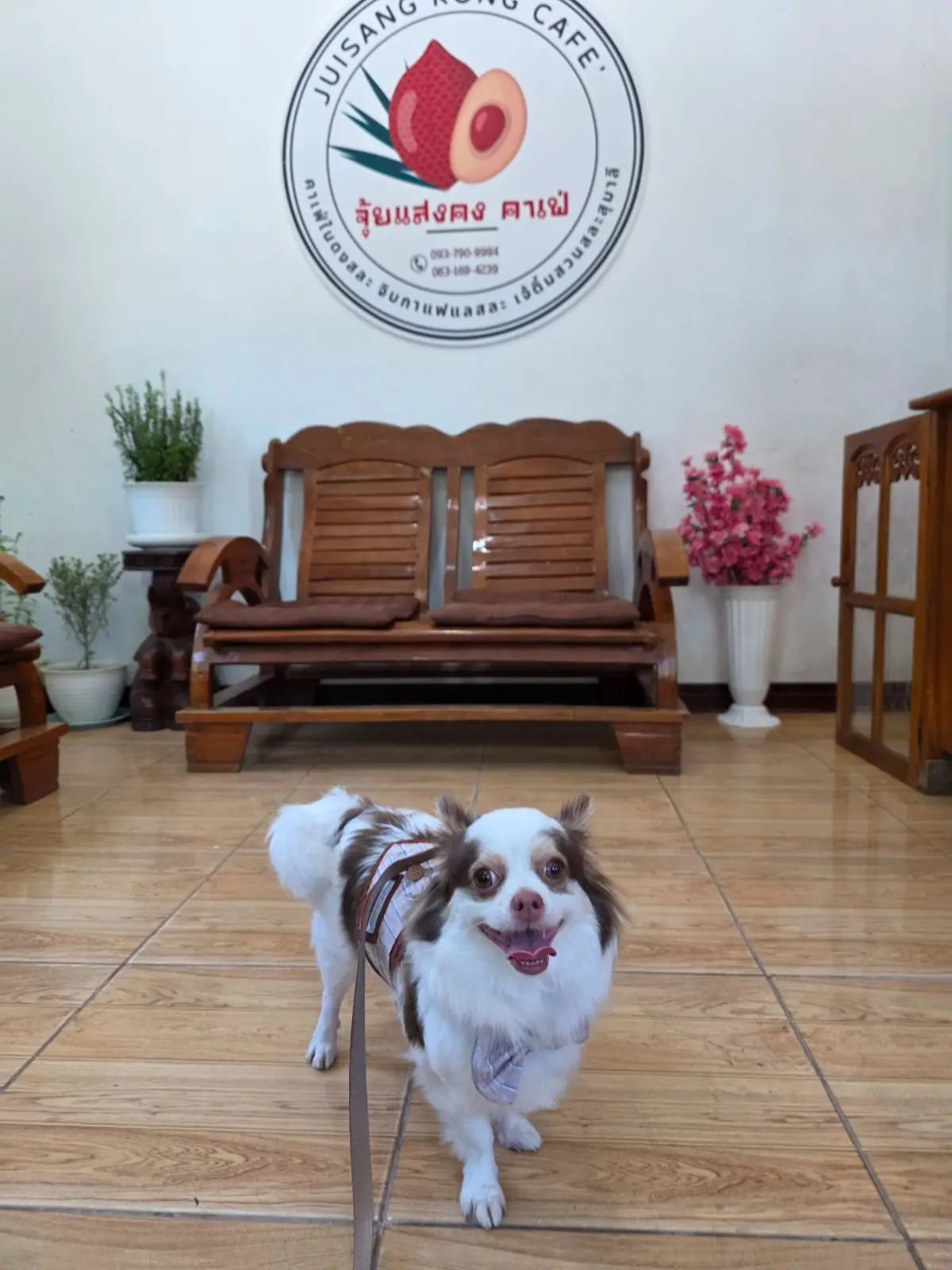 Juisangkong pets image 1