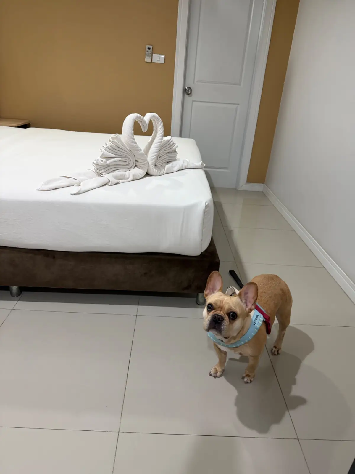 มี แอนด์ ทรี วิลล่า pets image 1
