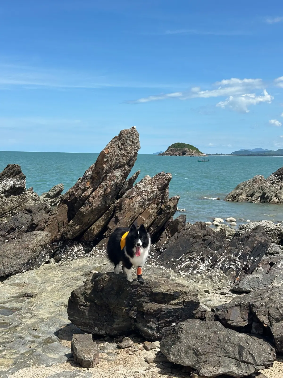 Khao Takiab pets image 3