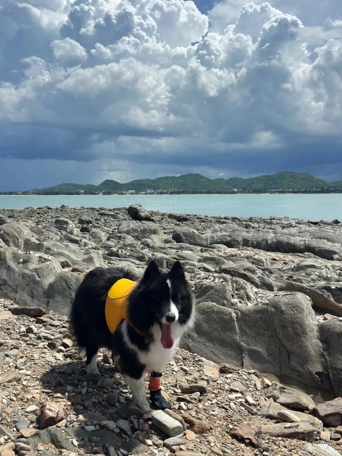 Khao Takiab pets image 2