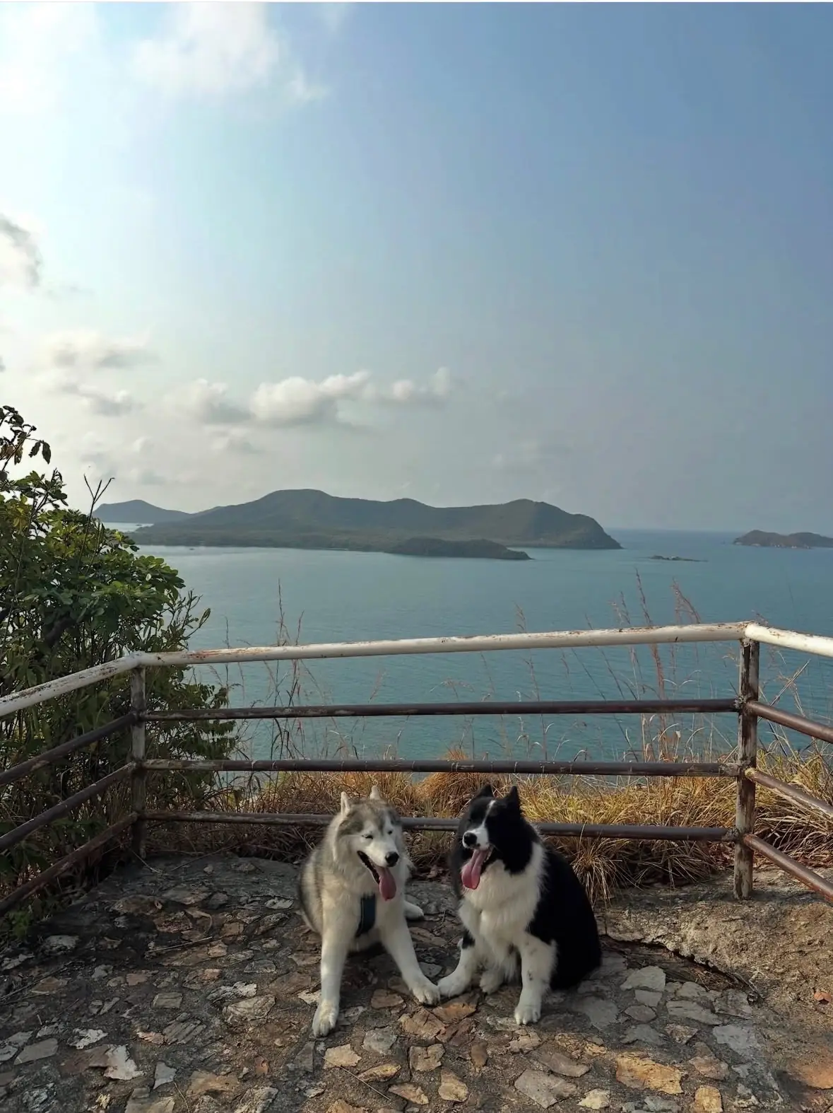 จุดชมวิวยอดเขาหมาจอ pets image 6