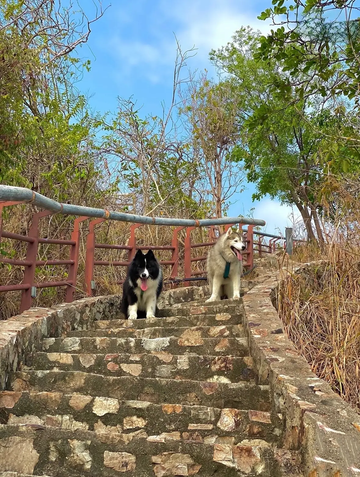 จุดชมวิวยอดเขาหมาจอ pets image 5