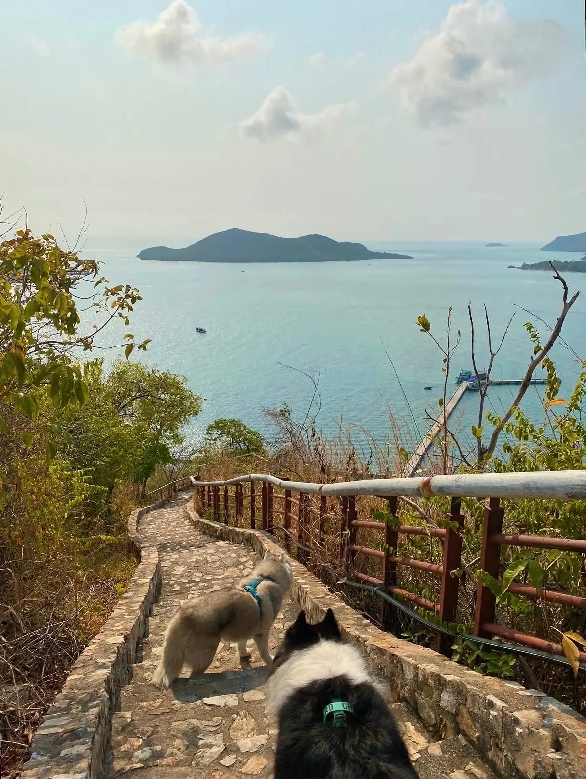 จุดชมวิวยอดเขาหมาจอ pets image 1