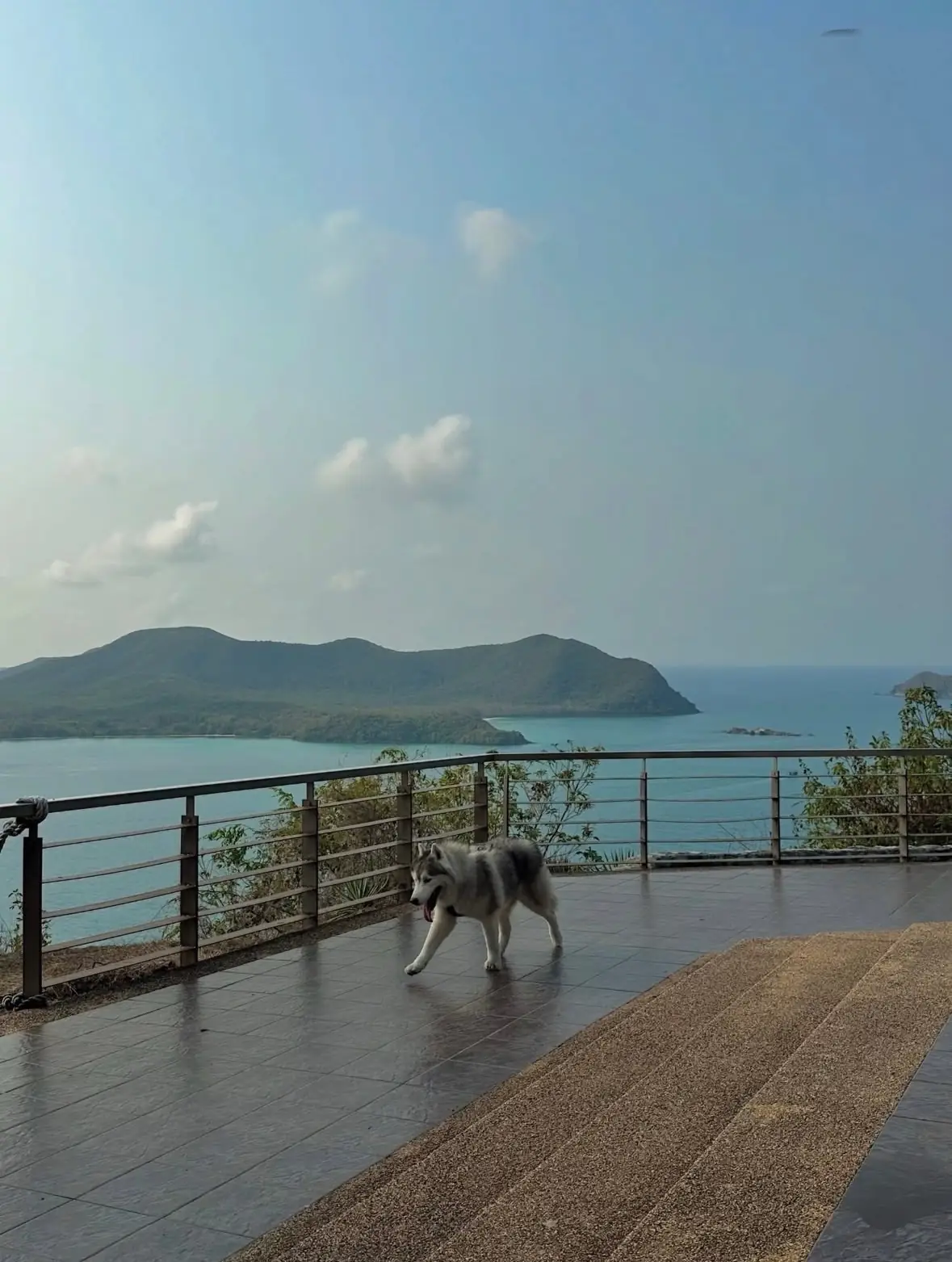 จุดชมวิวยอดเขาหมาจอ pets image 2