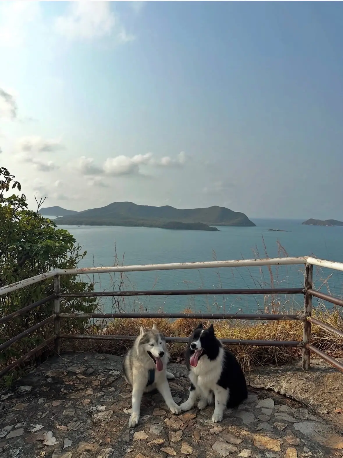 จุดชมวิวยอดเขาหมาจอ pets image 4