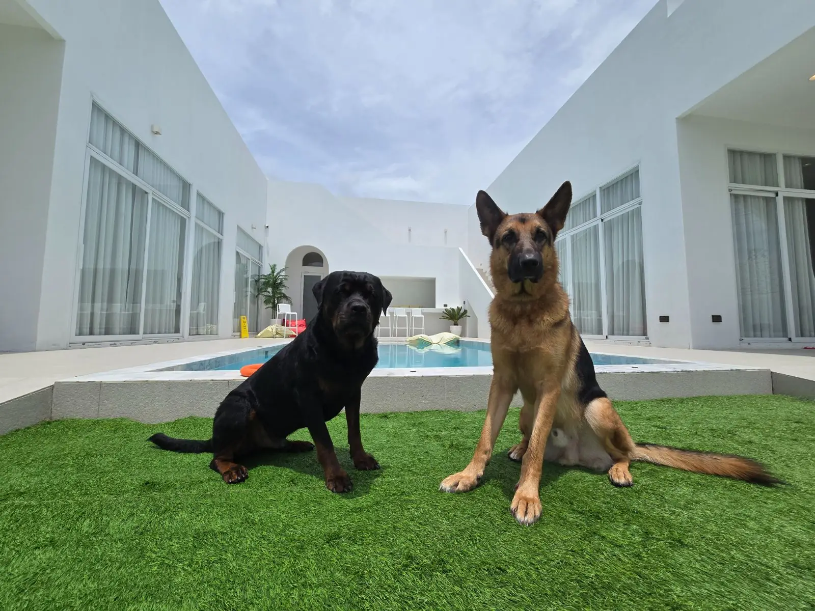 เพ็ทส์ไฮแลนด์ เอย่า เฮ้าส์ pets image 1