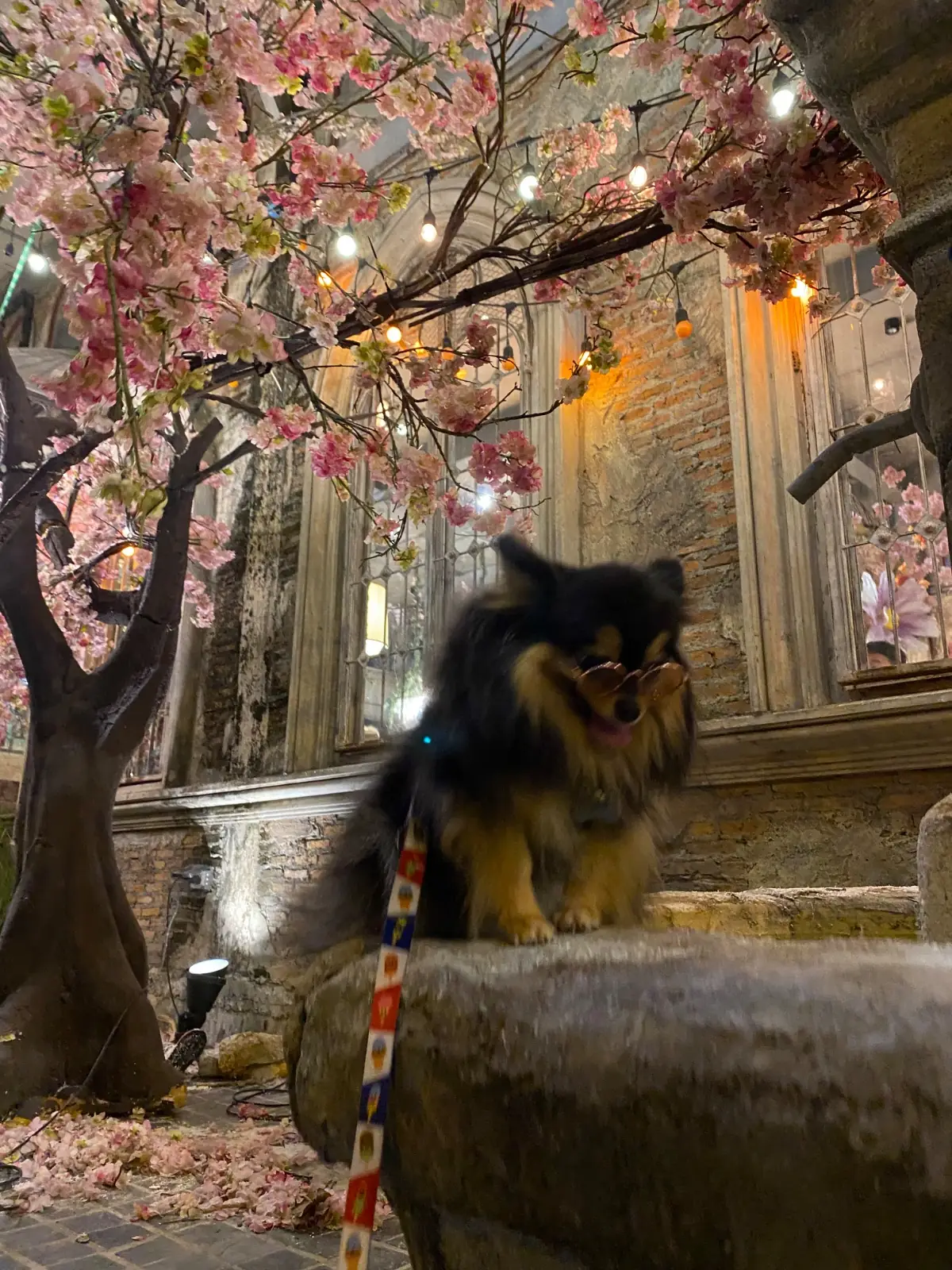 B-Story Garden Café & Restaurants pets image 3