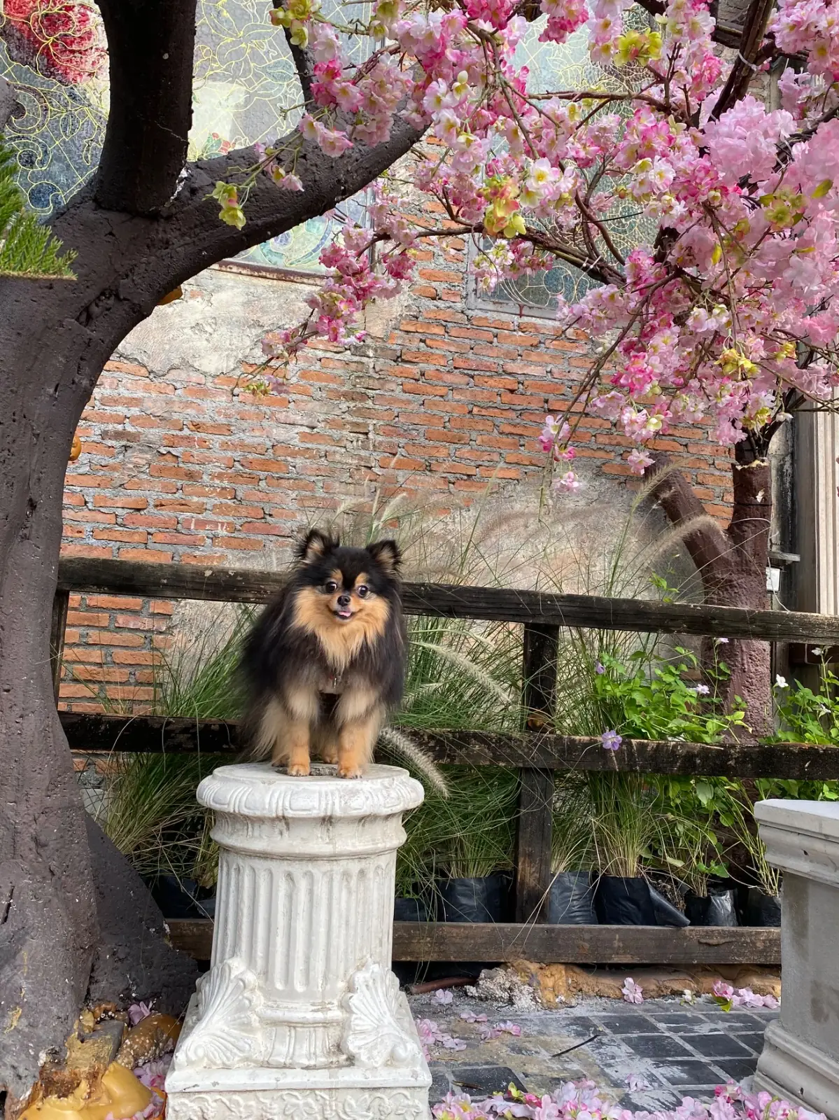 B-Story Garden Café & Restaurants pets image 5