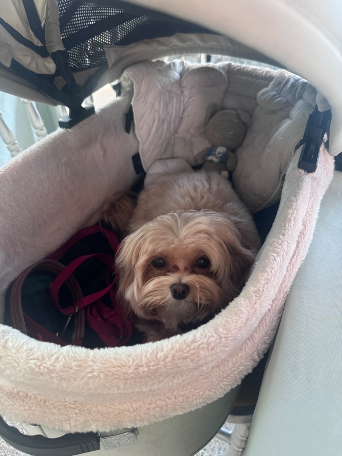 B-Story Garden Café & Restaurants pets image 1