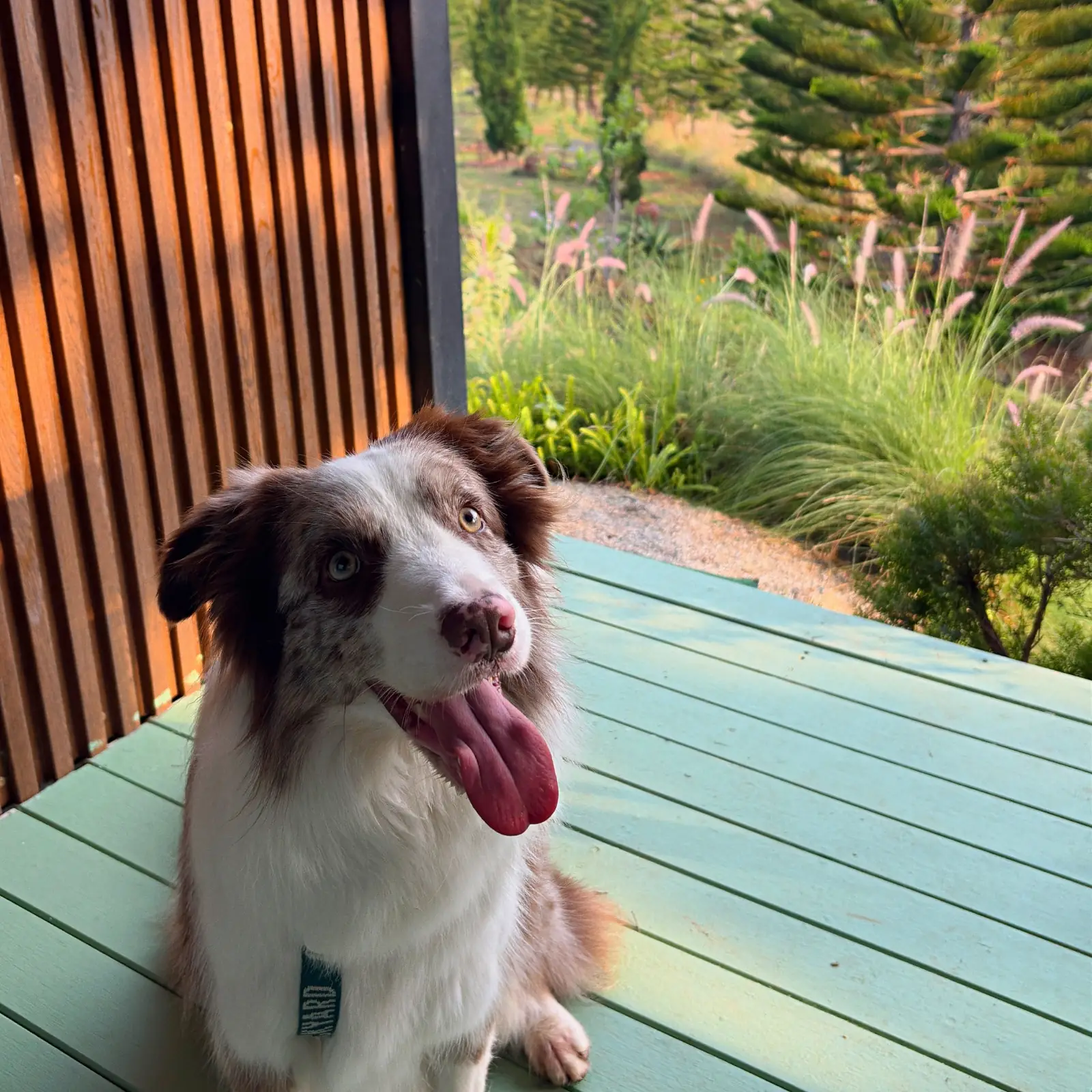 อคีรีณยา รีสอร์ท pets image 2