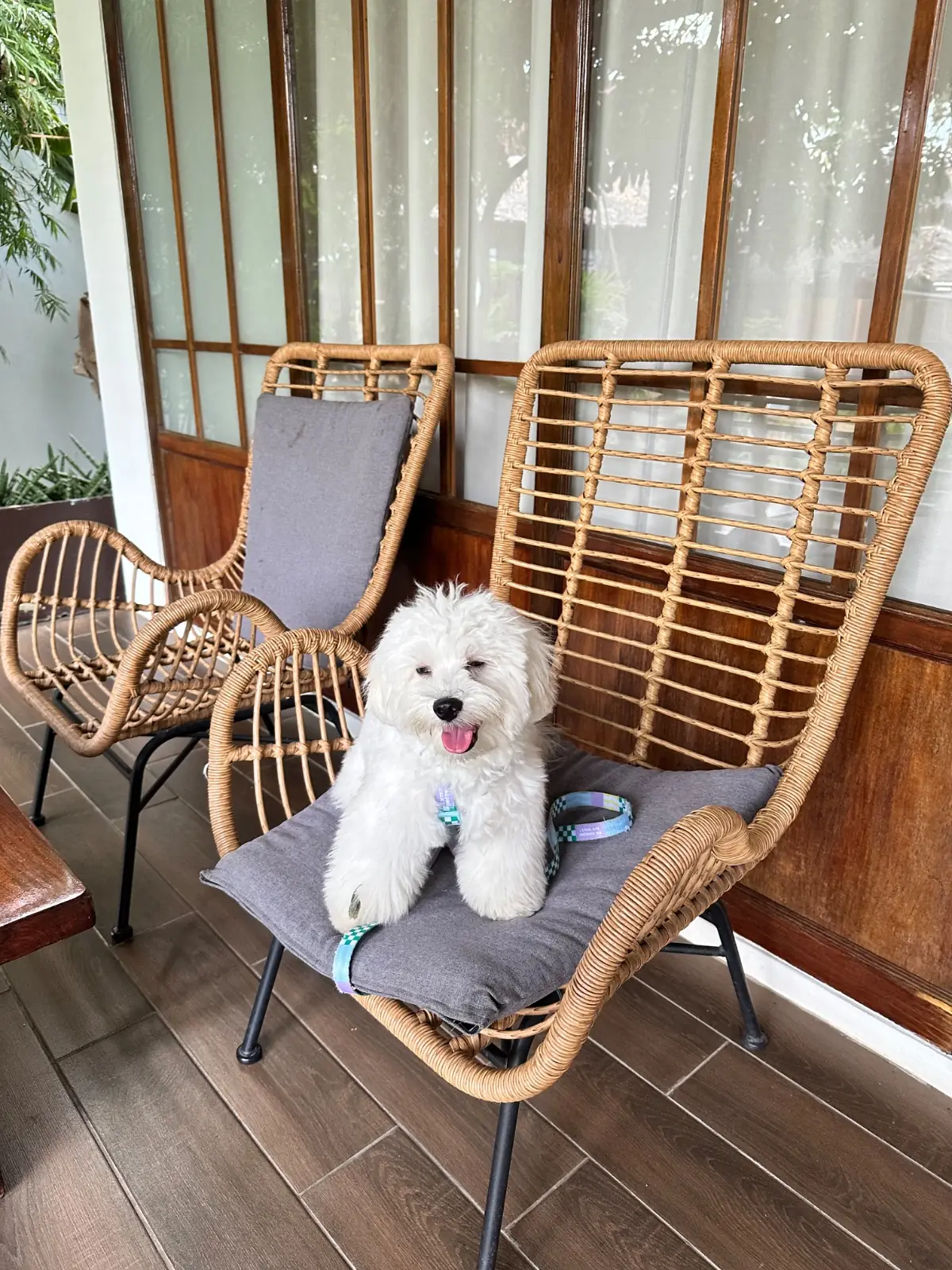 วิลล่าพนาลัย นครนายก pets image 1