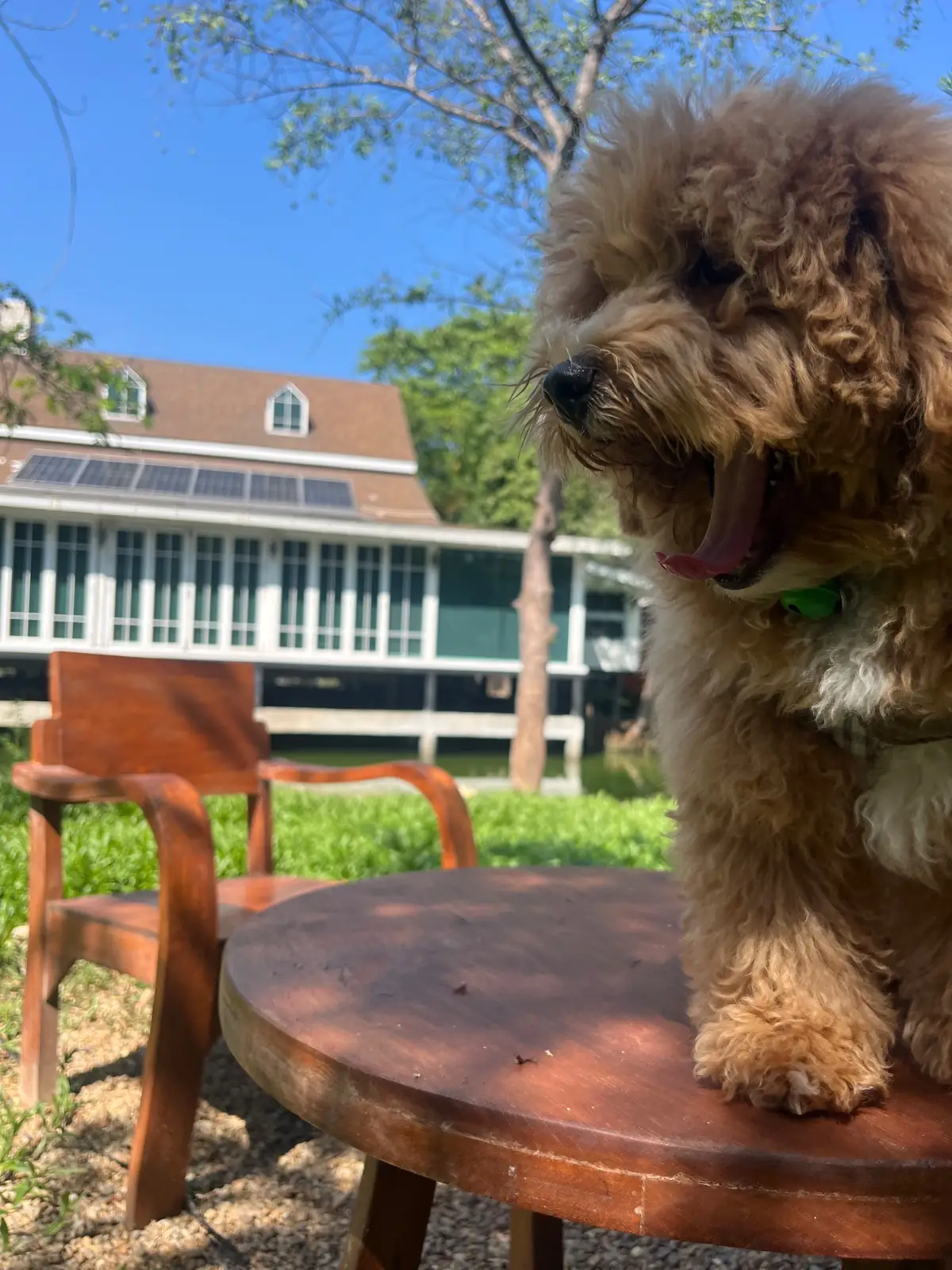 หมึกมหึมา Architeuthis other image 3