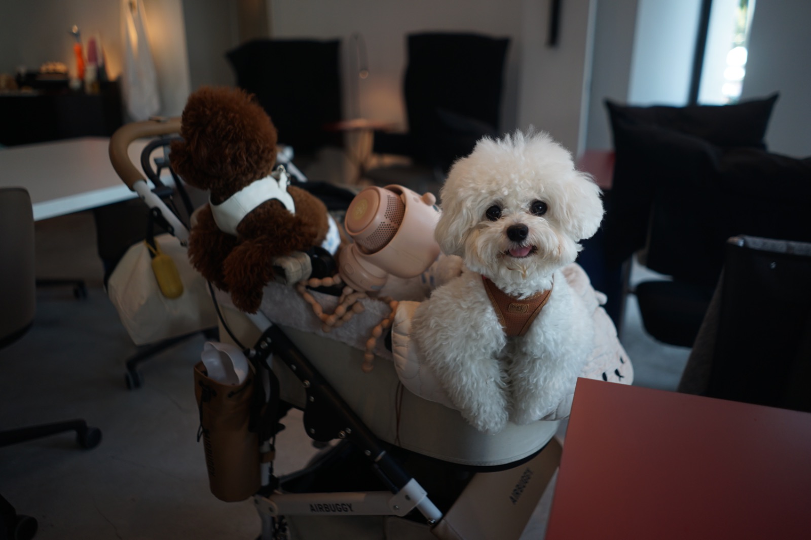 wwa Hualamphong pets image 1