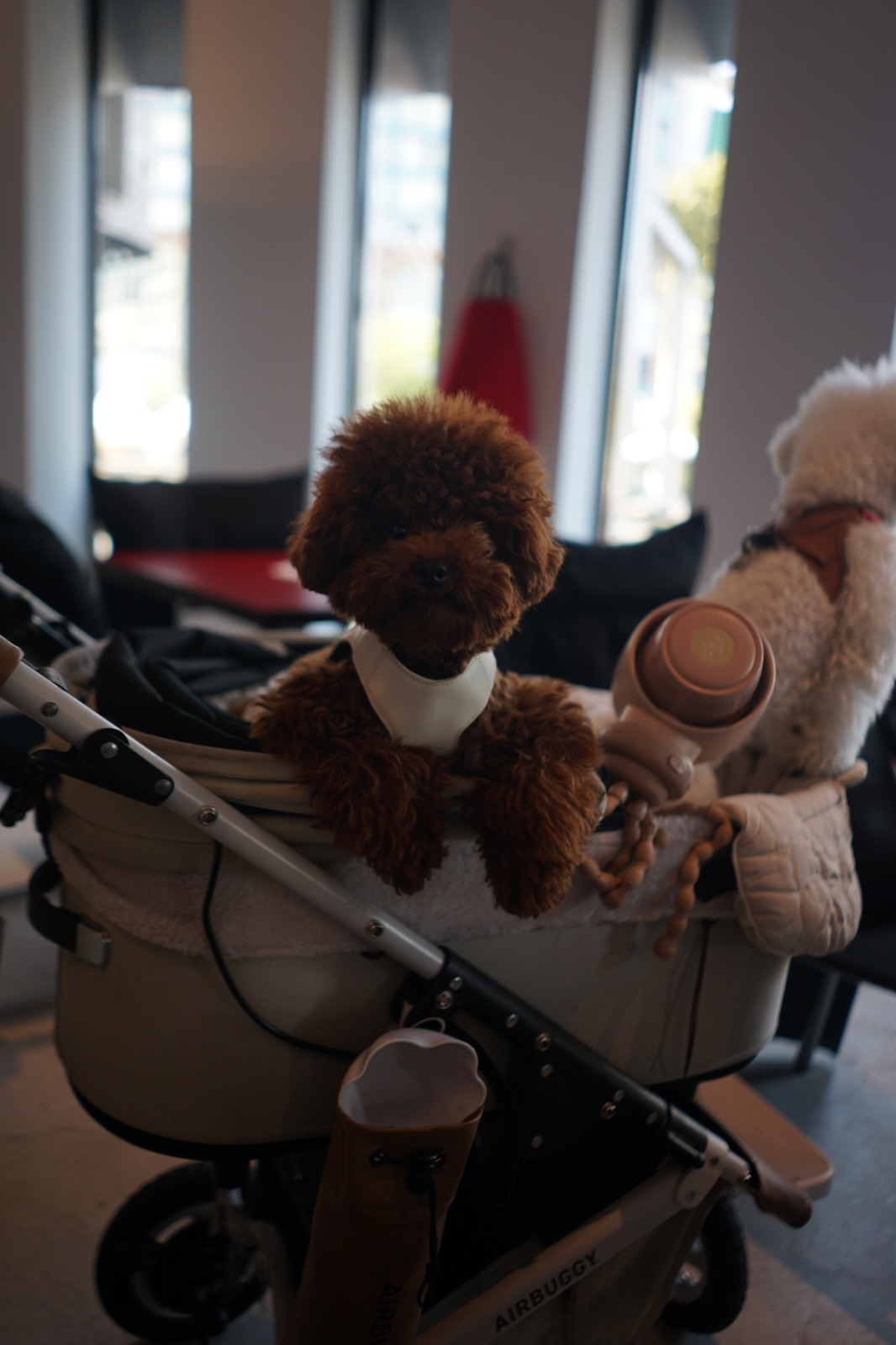 wwa Hualamphong pets image 2