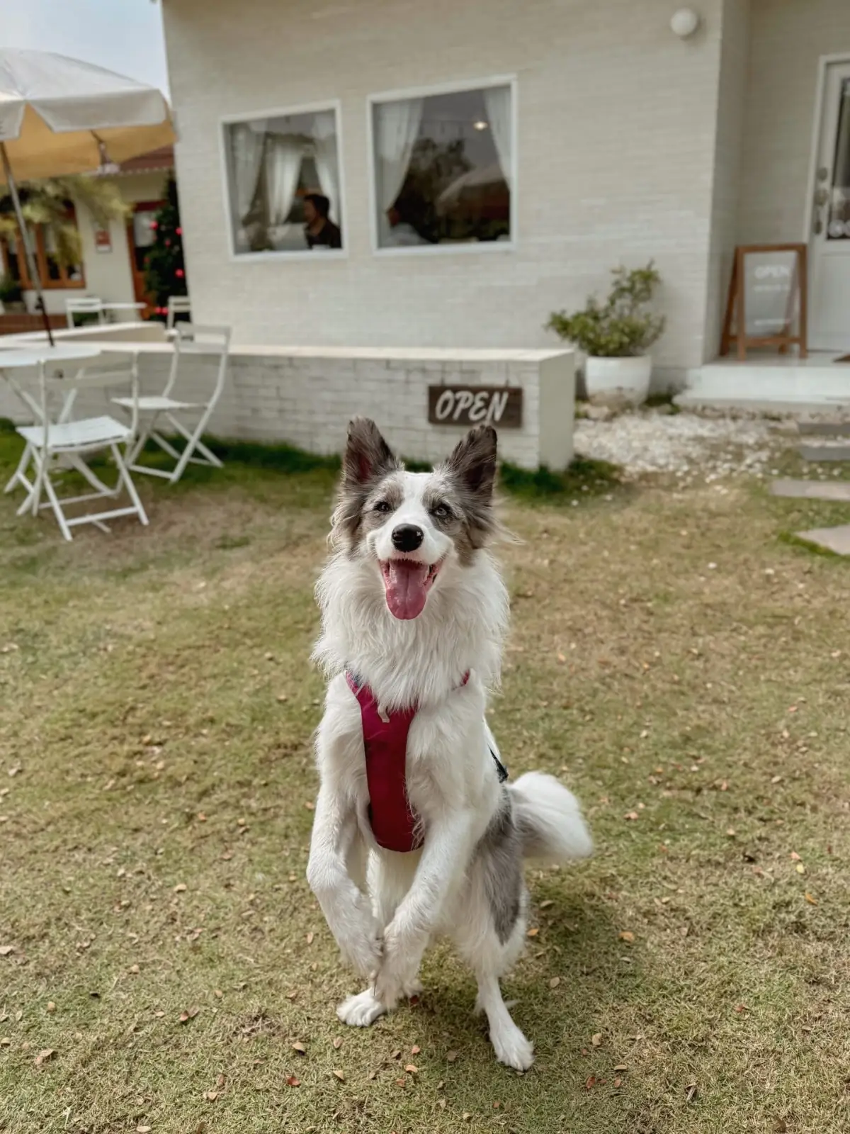 Moodmerge.cafe pets image 2