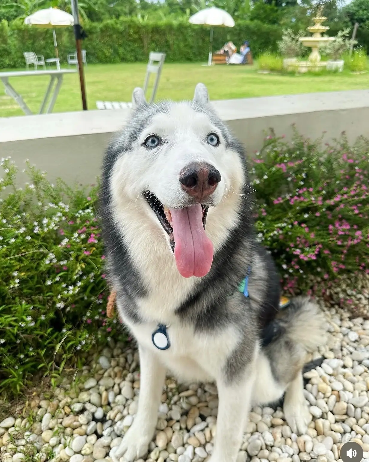 MOODMERGE.CAFE pets image 1