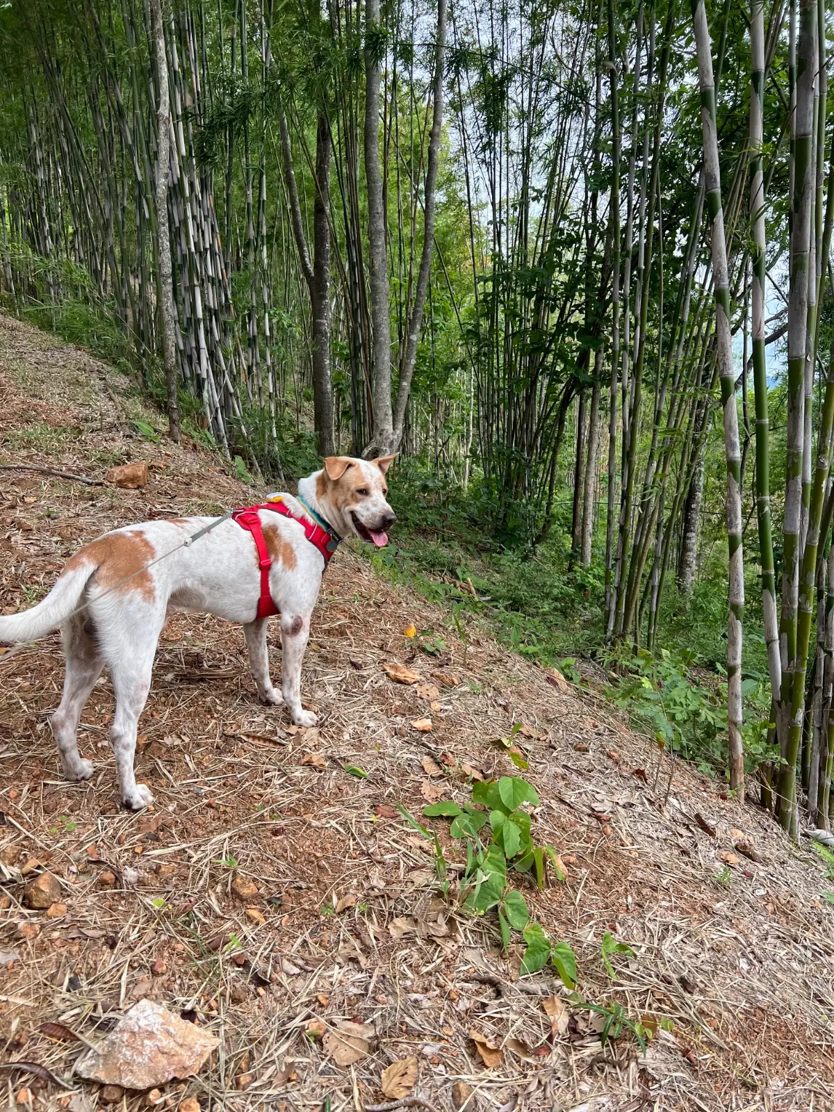 AVA - Kanchanaburi pets image 1