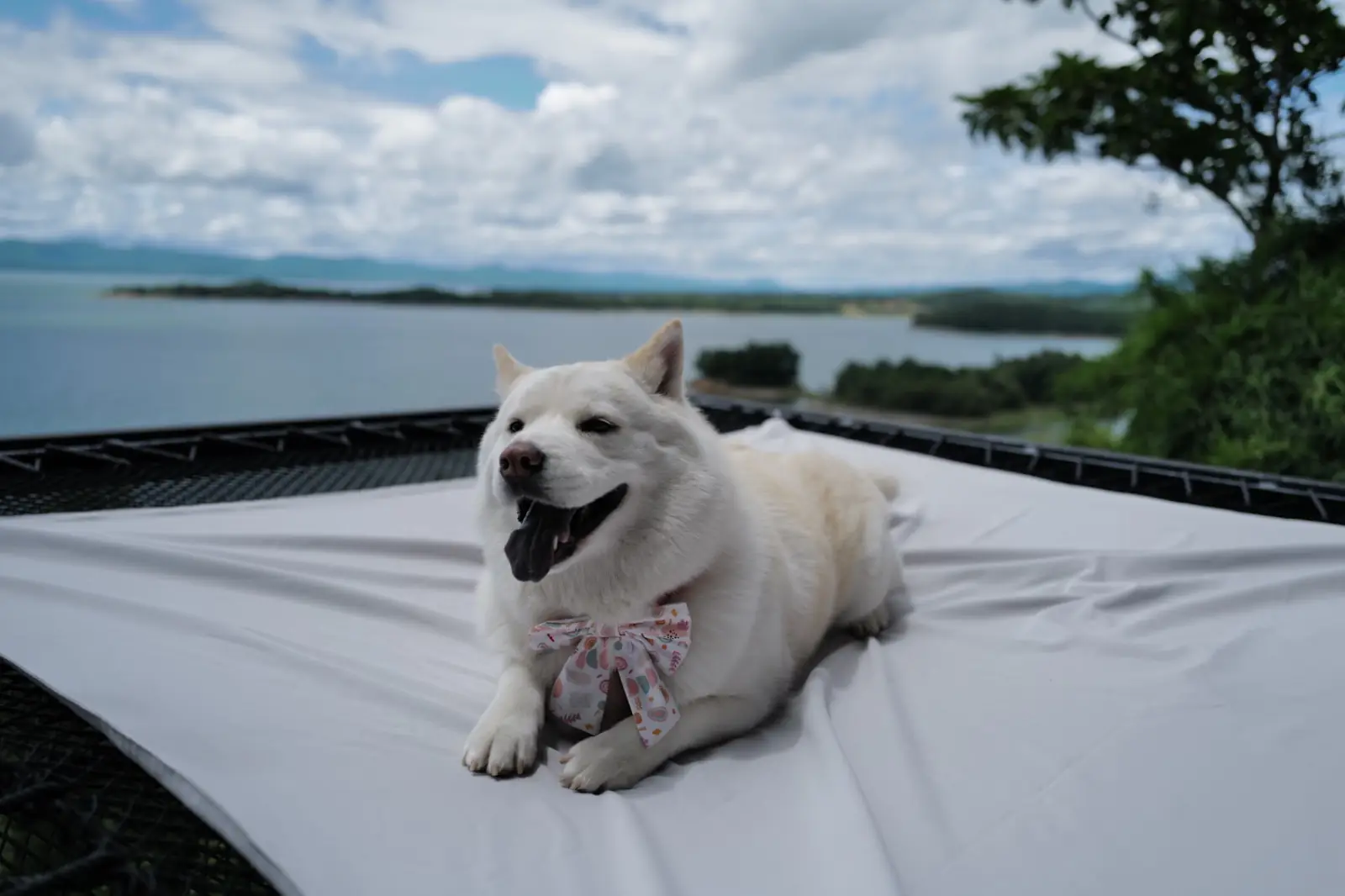 AVA - Kanchanaburi pets image 14