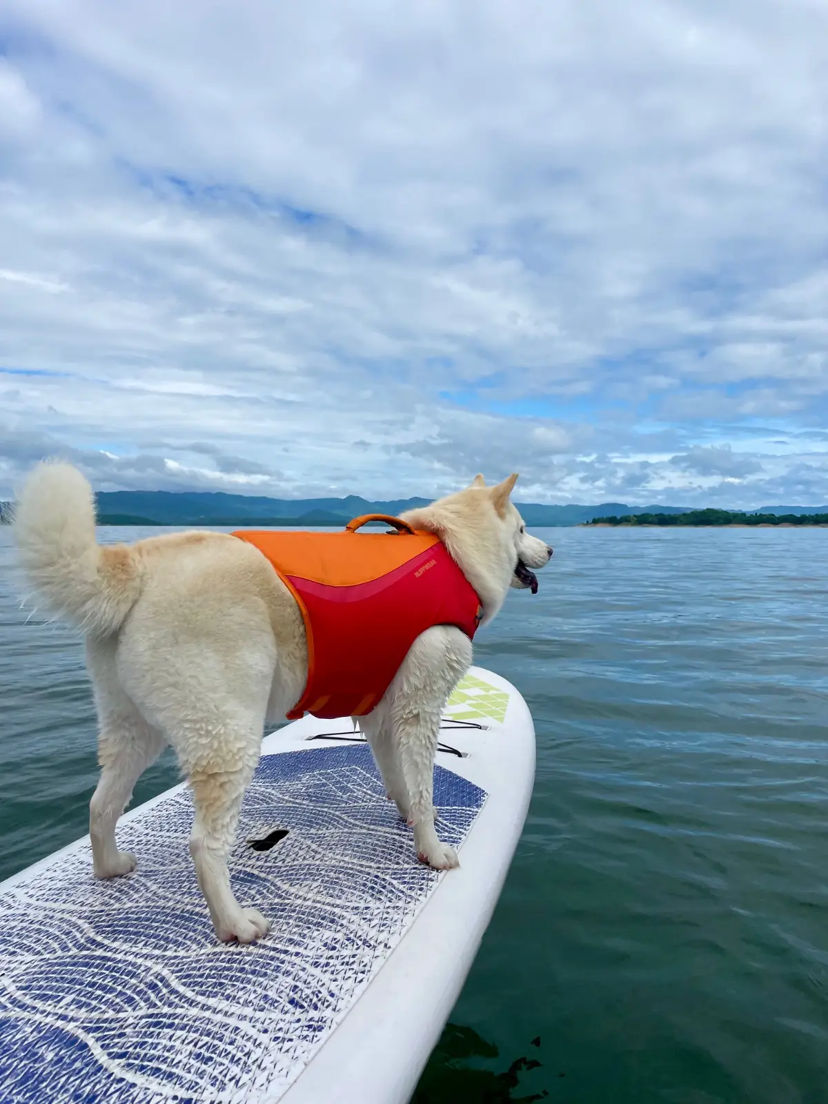 AVA - Kanchanaburi pets image 9