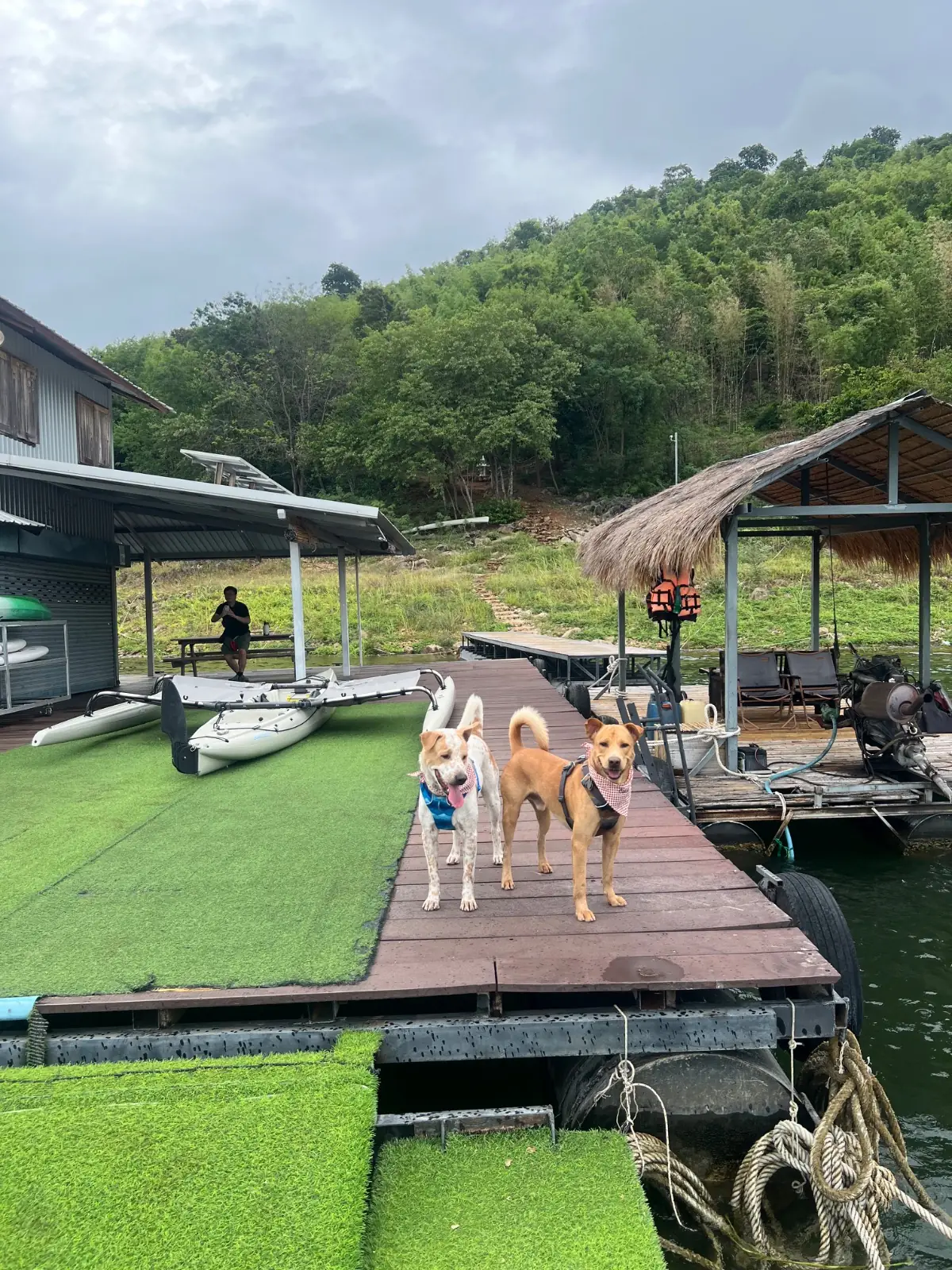 AVA - Kanchanaburi pets image 6