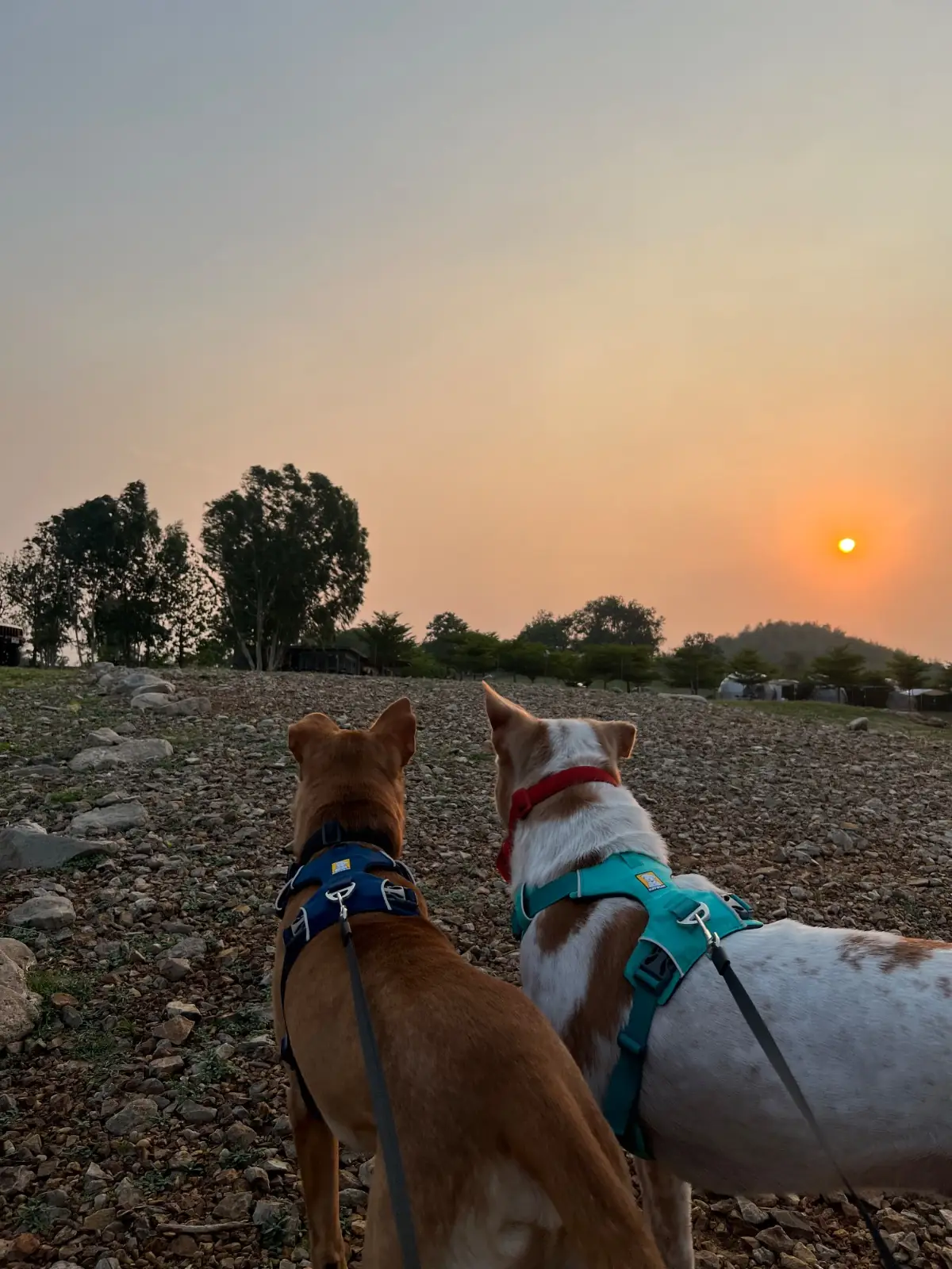 La Colline Campground pets image 3