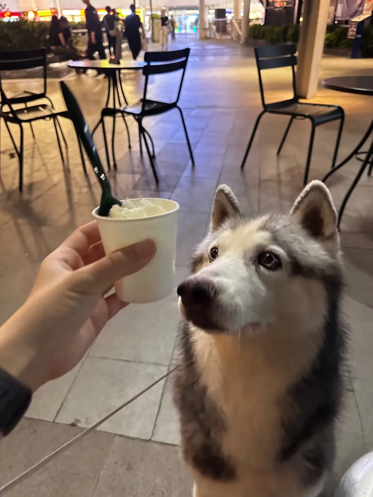 Starbucks - Mega Bangna pets image 2