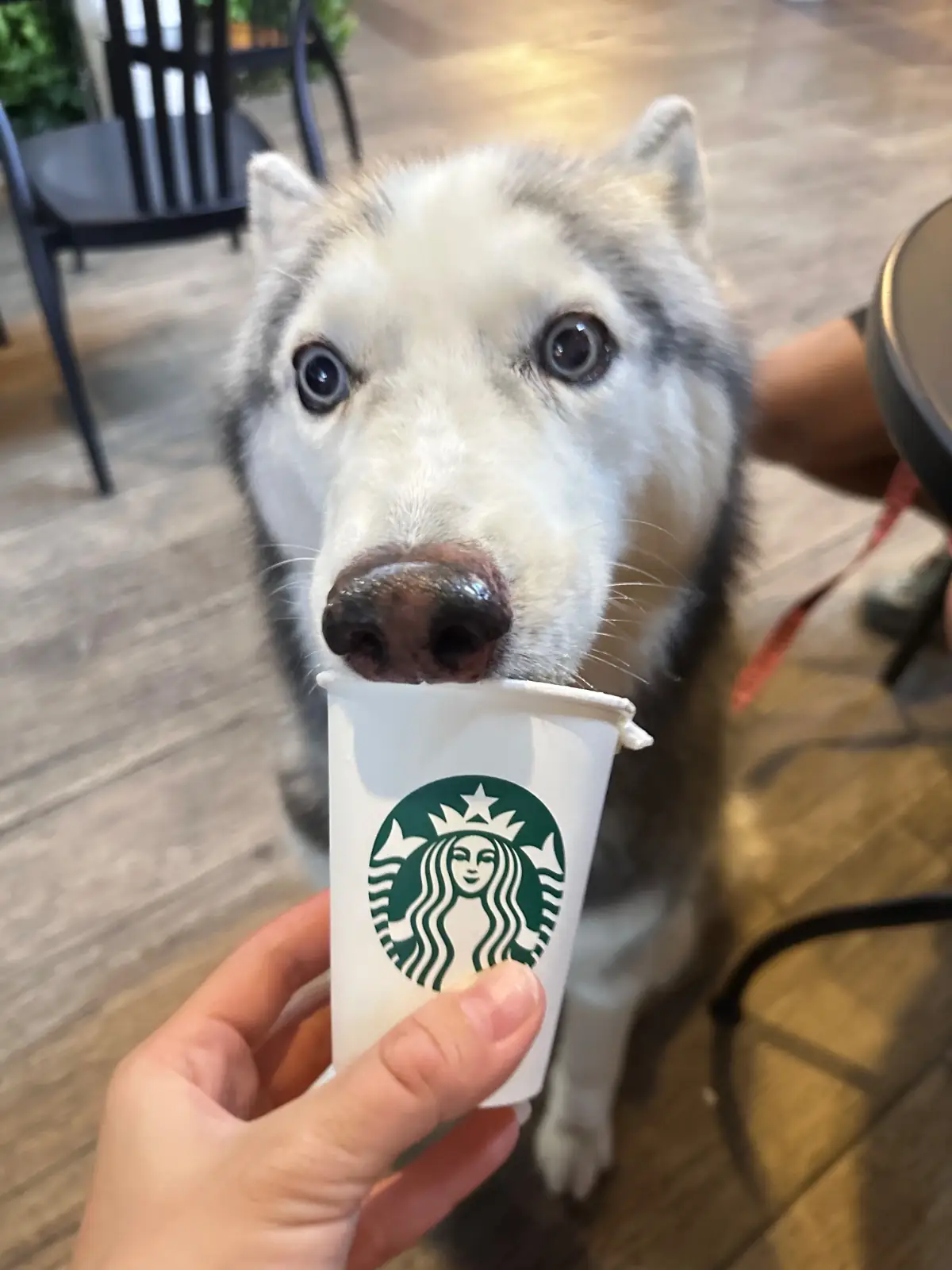 Starbucks - Mega Bangna pets image 1