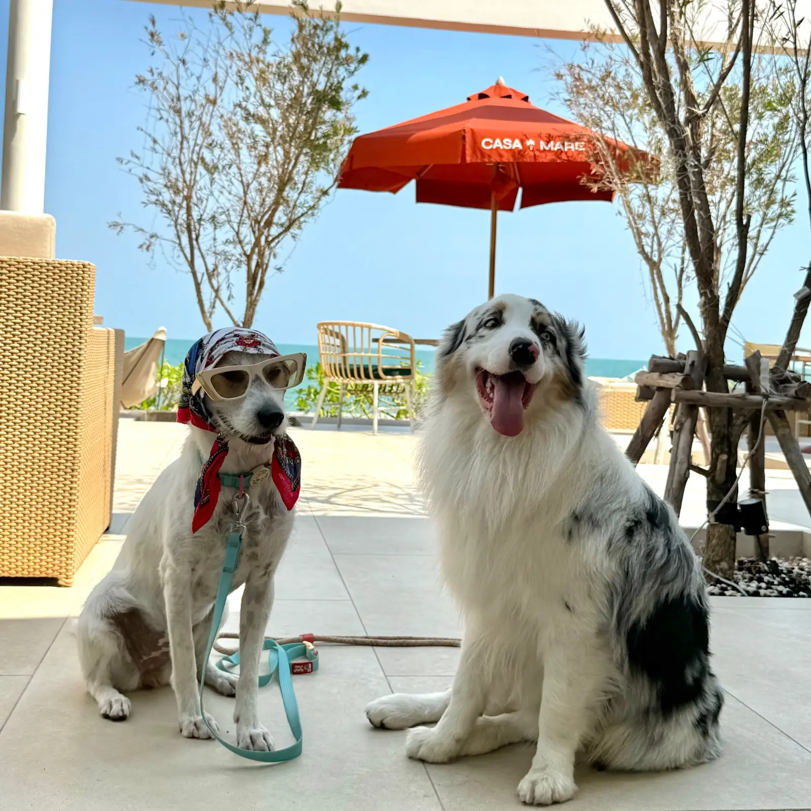 CASA MARE Cafe & Restaurant pets image 2