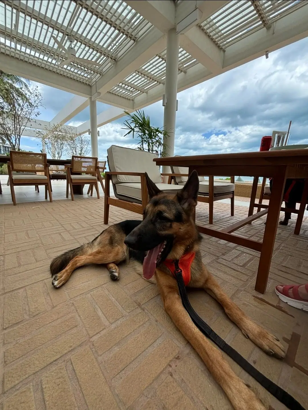 CASA MARE Cafe & Restaurant pets image 1