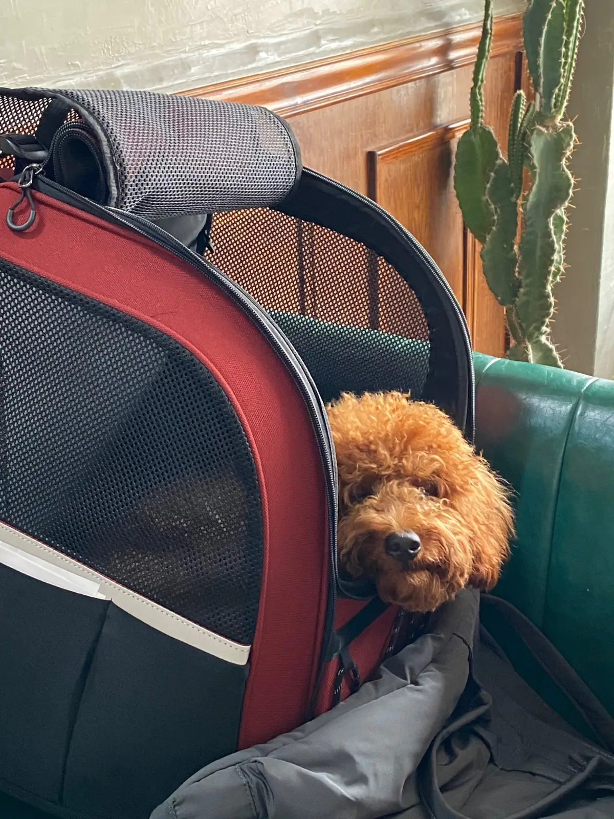 White Buns Cafe & Bistro pets image 1