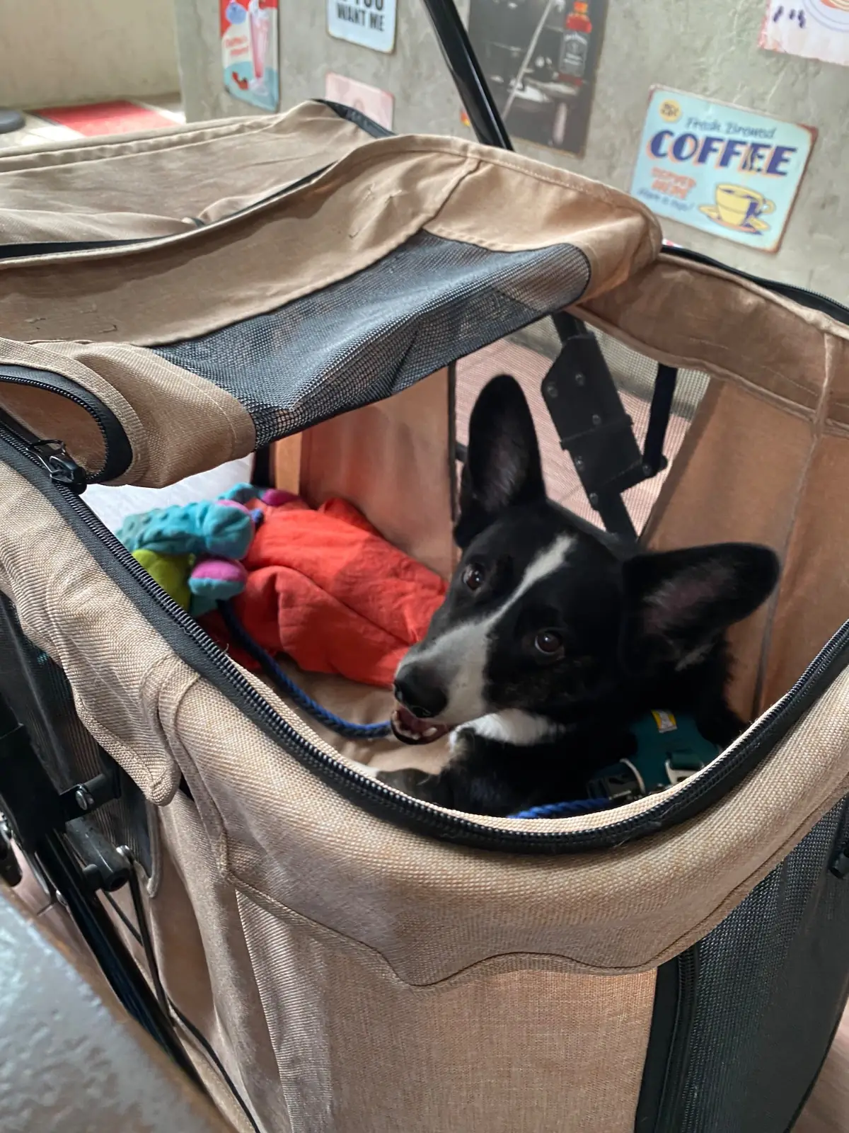 White Buns Cafe & Bistro pets image 2