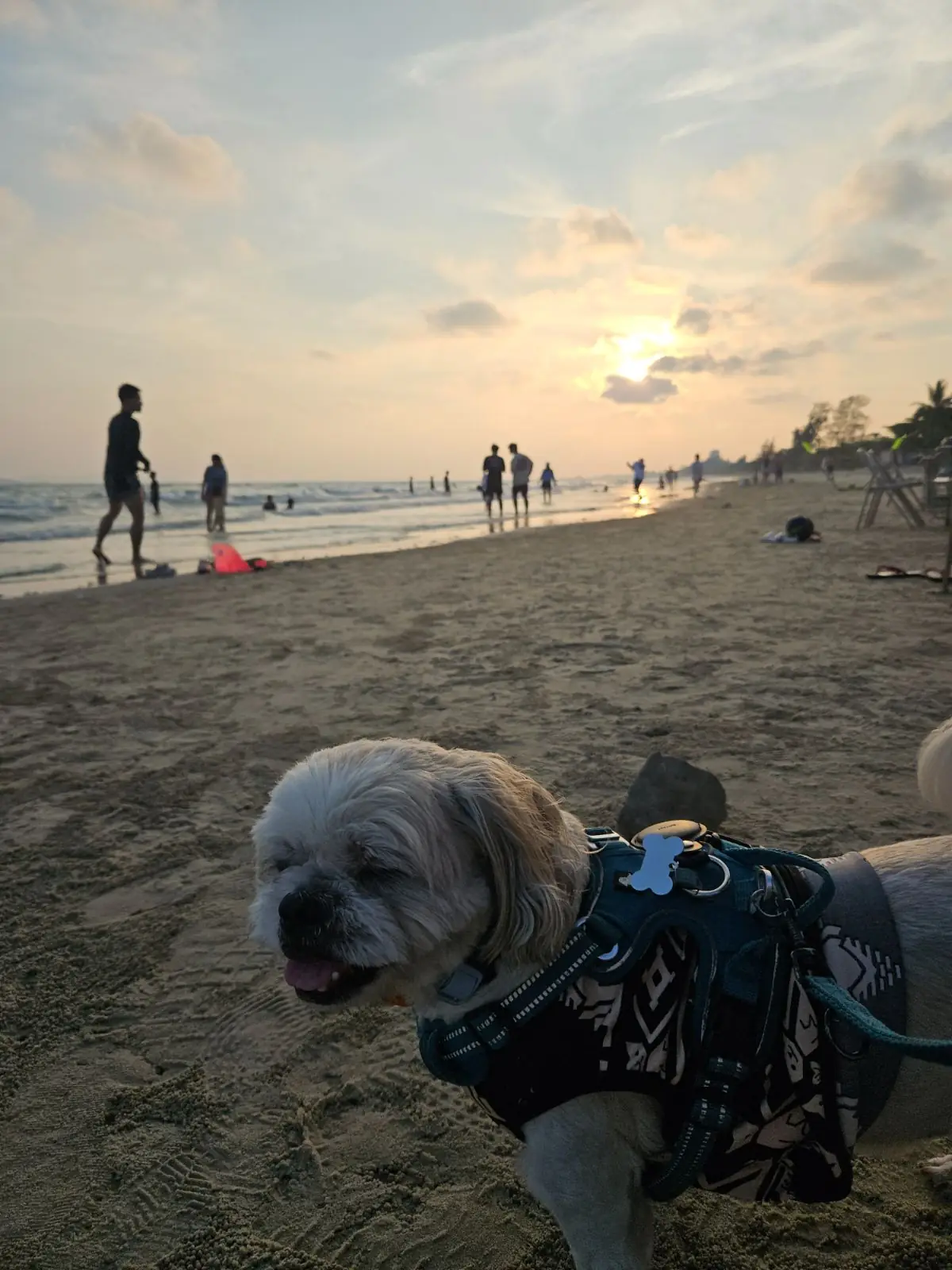 Rayong Marriott Resort & Spa pets image 1