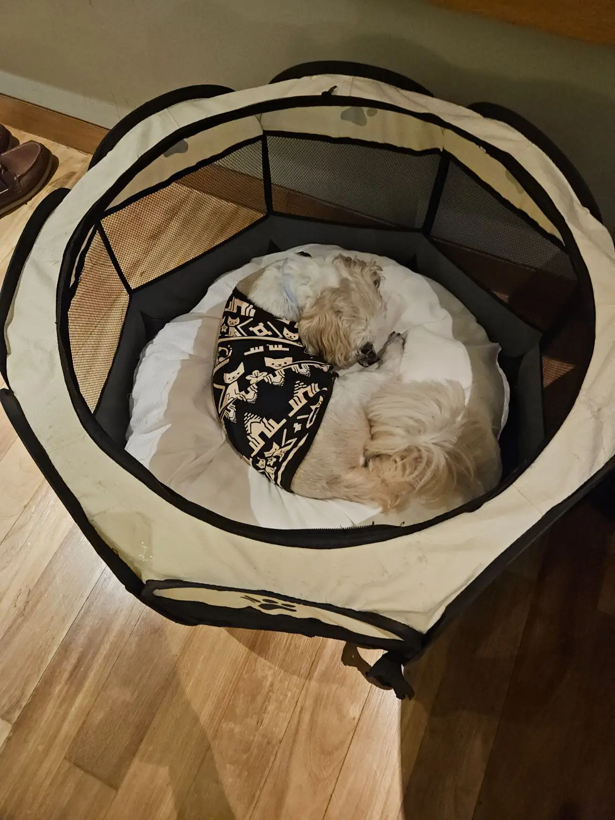 Rayong Marriott Resort & Spa pets image 3