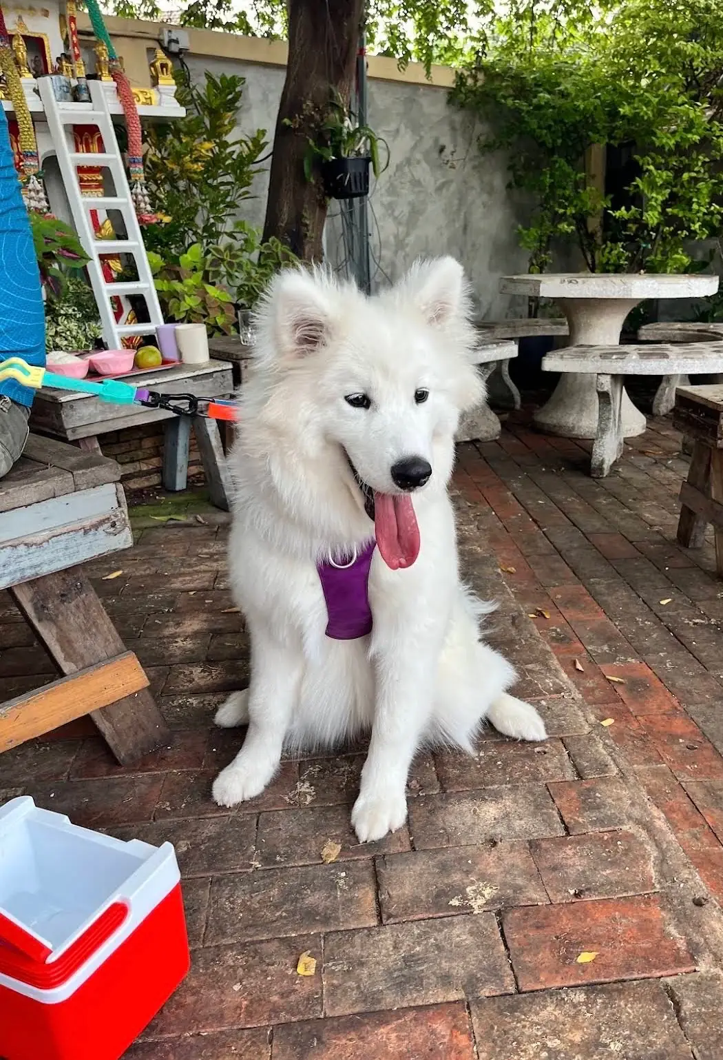 ตะ-หลอด ก๋วยเตี๋ยวหลอดทรงเครื่อง สูตรโบราณ pets image 1