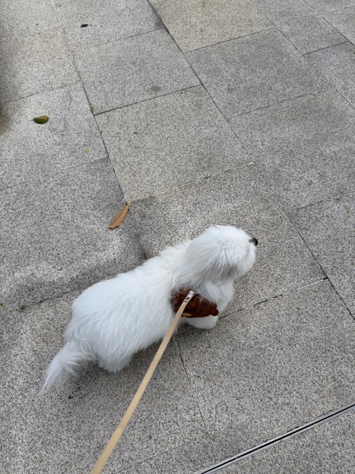 Brown's River pets image 2