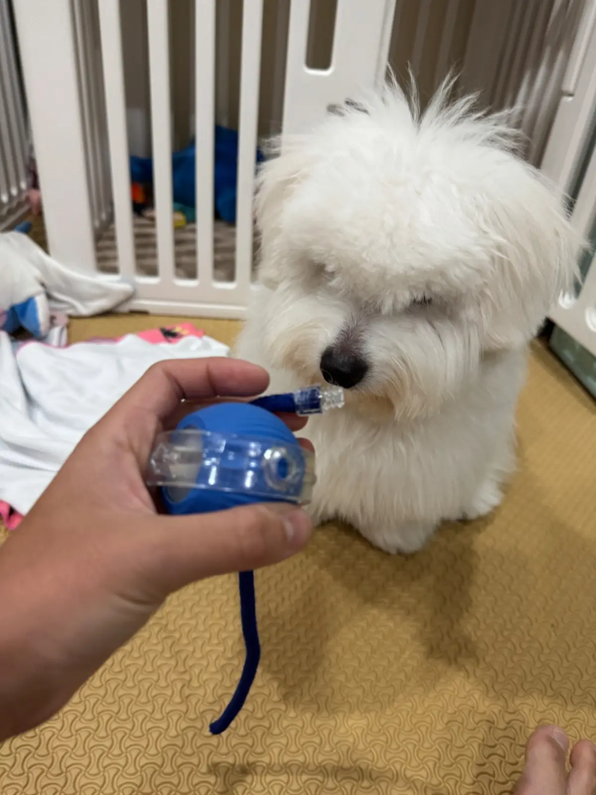 Brown's River pets image 1