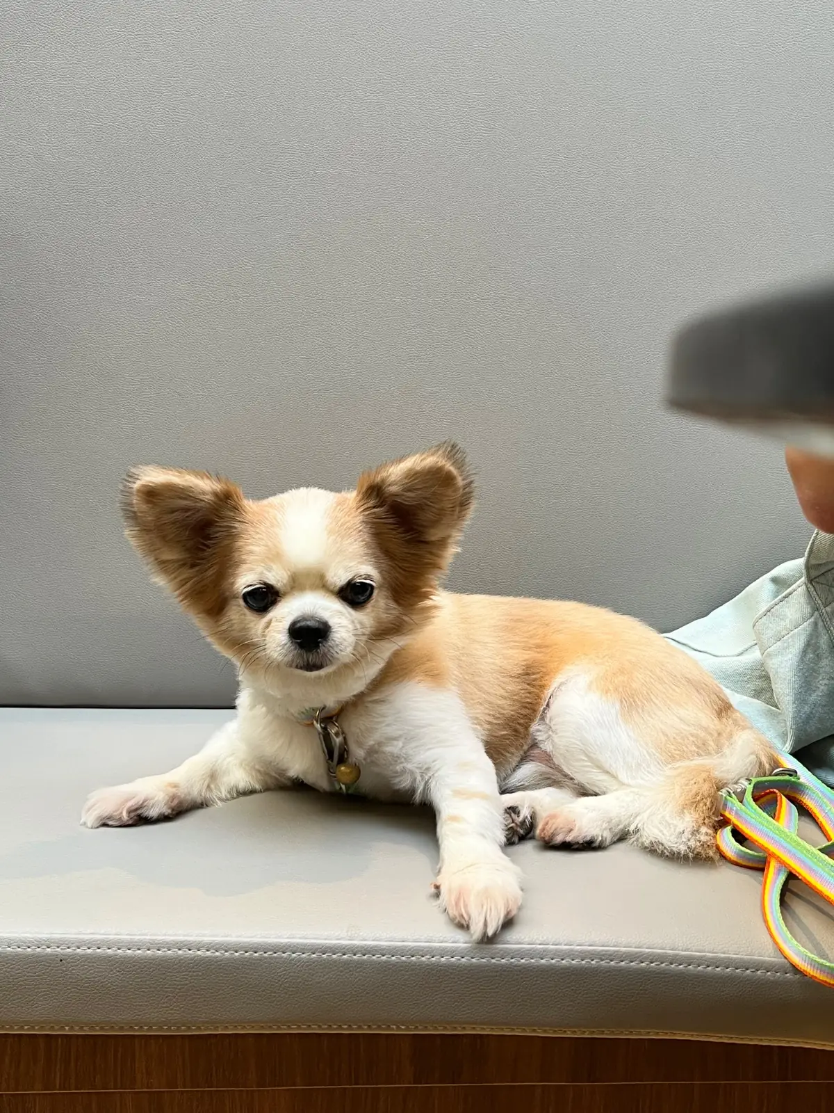 Brave Sathon pets image 1