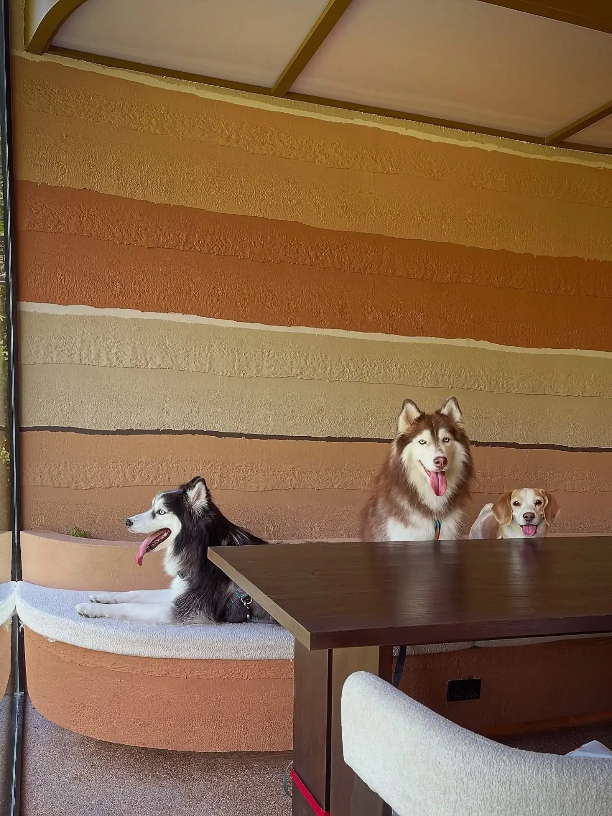 Archie Cafe pets image 6