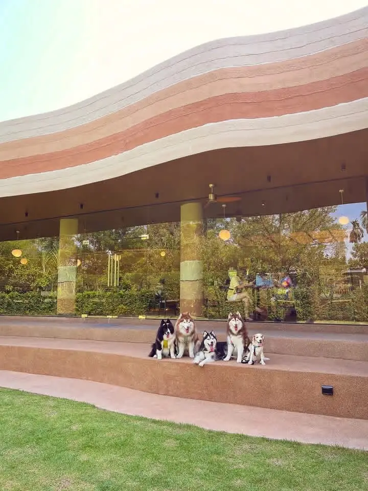 Archie Cafe pets image 5