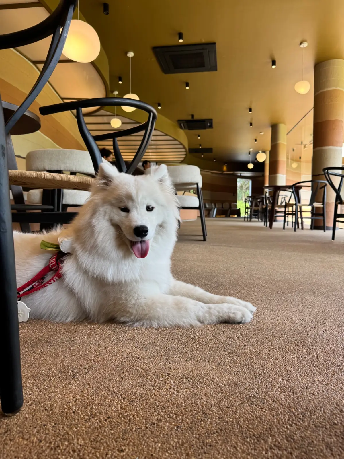 Archie Cafe pets image 1