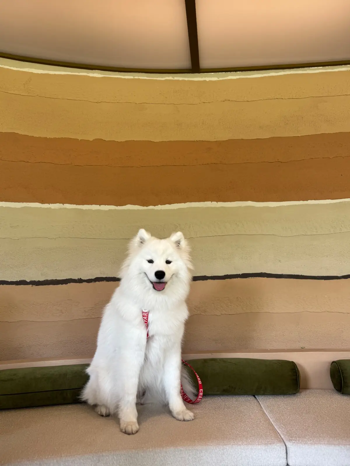 Archie Cafe pets image 4