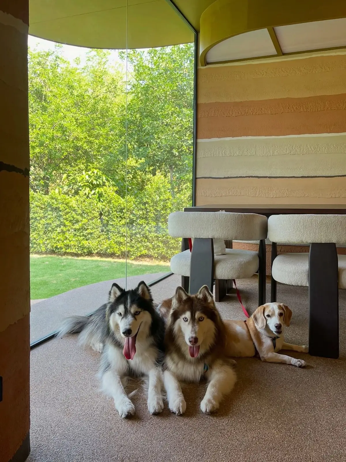 Archie Cafe pets image 7