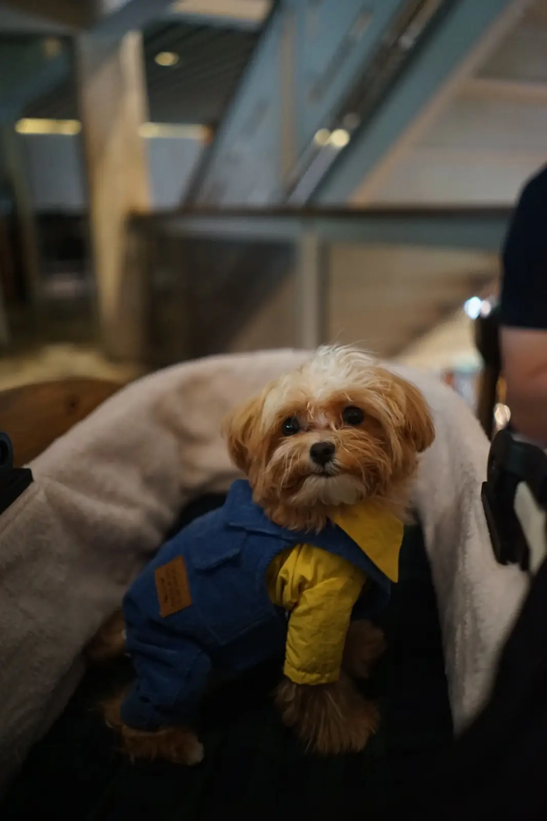ลูก้า คาเฟ่ pets image 2