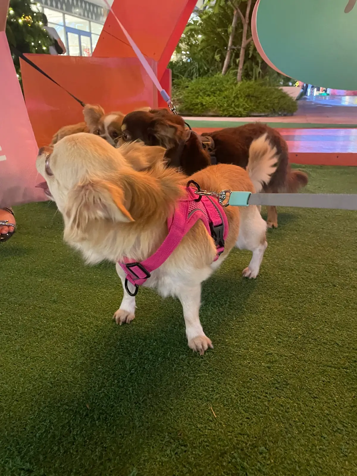 Central Village Outlet pets image 1