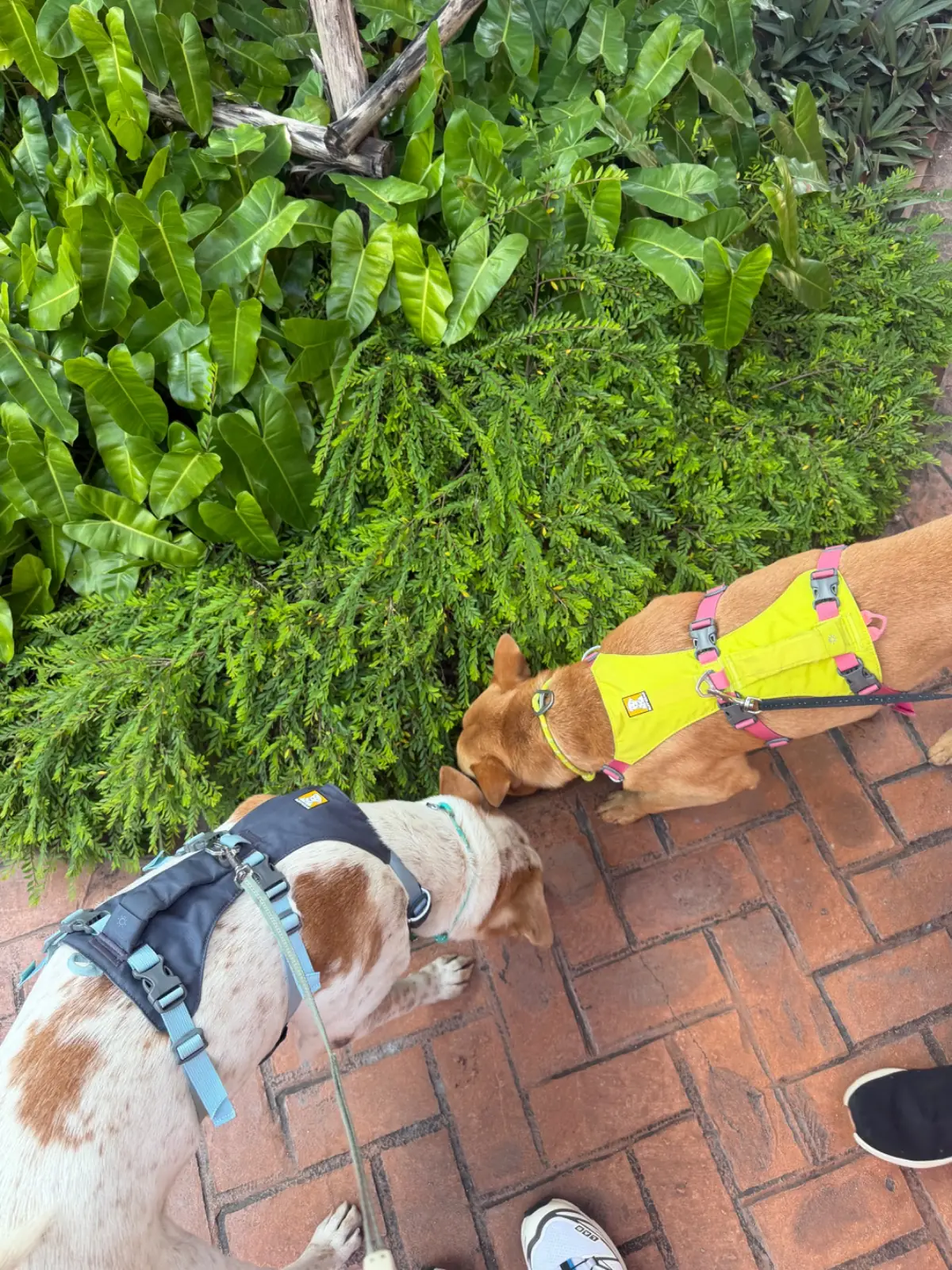 Central Village pets image 3