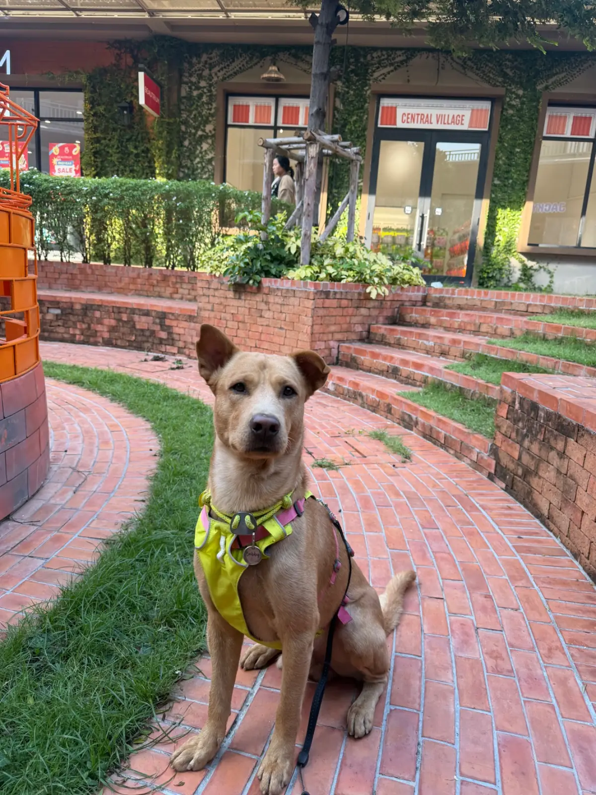 Central Village pets image 2