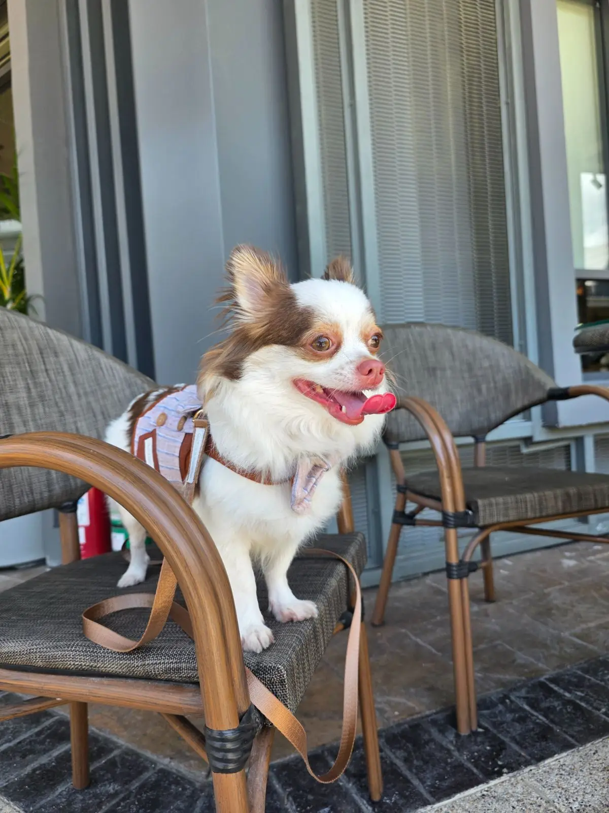 Central Village Outlet pets image 5