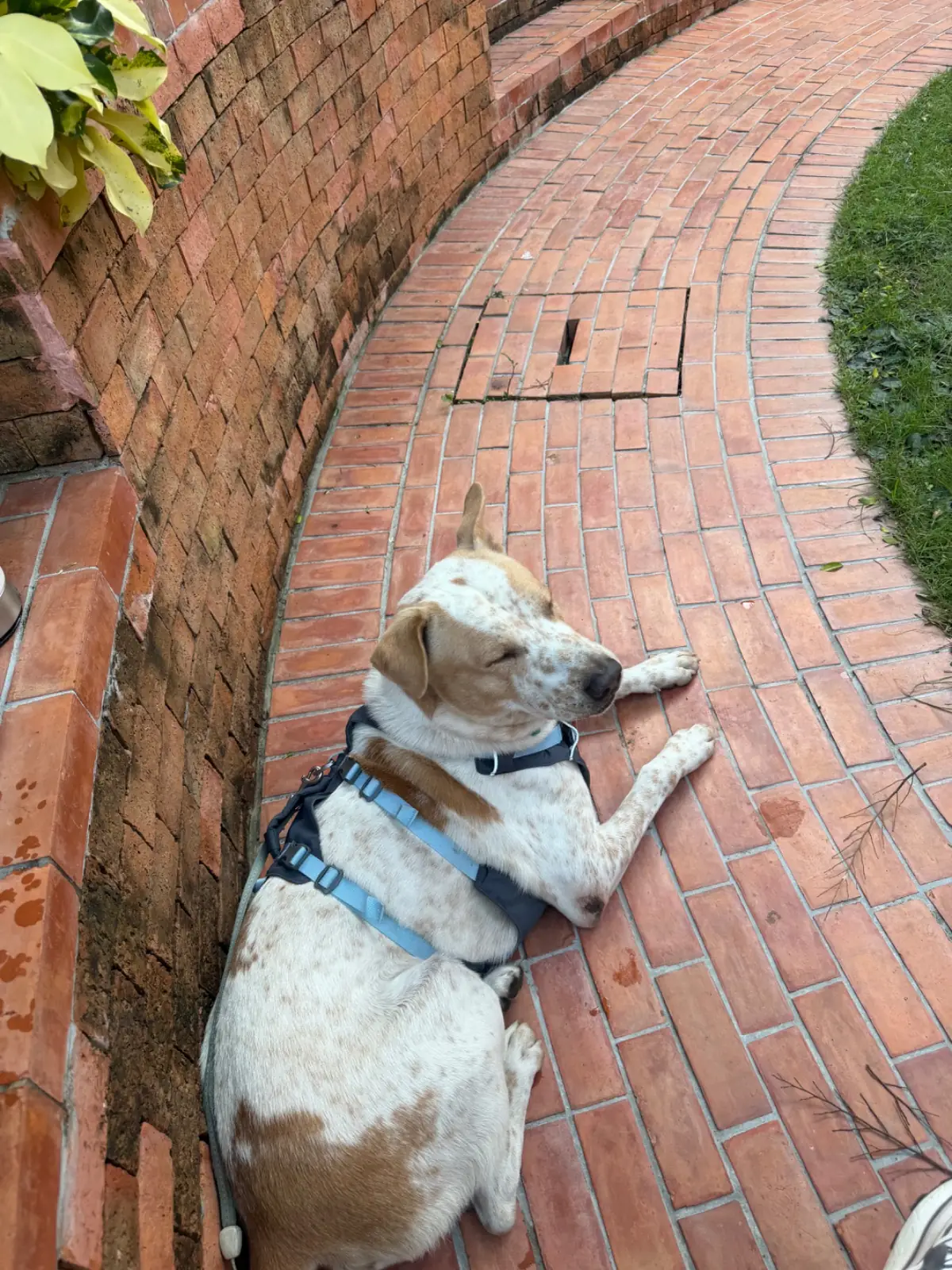 Central Village pets image 4