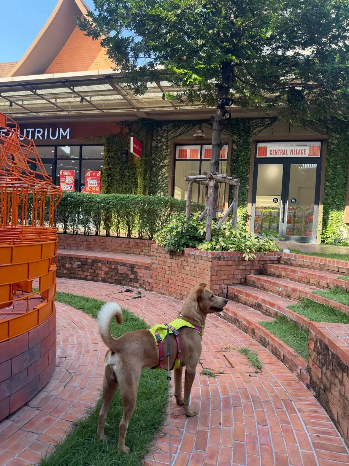 Central Village pets image 5